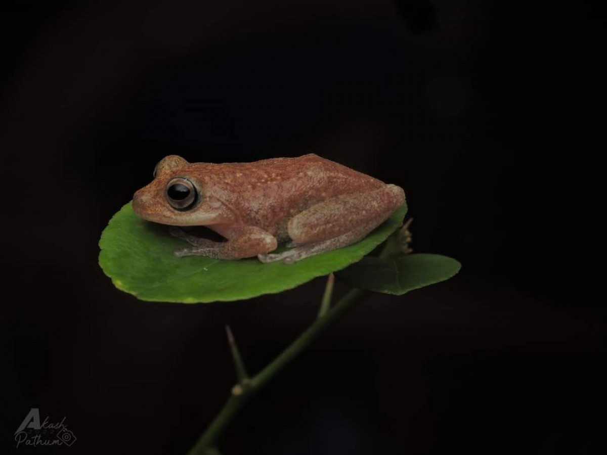 Pseudophilautus auratus Manamendra-Arachchi & Pethiyagoda, 2005